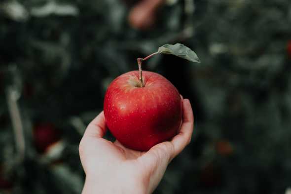 A nice red and round object. (by Priscilla Du Preez)